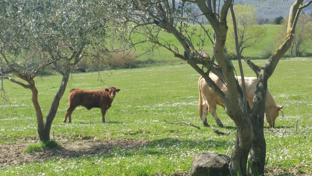 Pietra Maula Agriturismo Castelraimondo Exterior foto